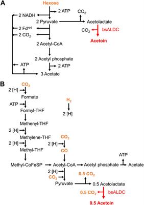 Genetic engineering of a thermophilic acetogen, Moorella thermoacetica Y72, to enable acetoin production